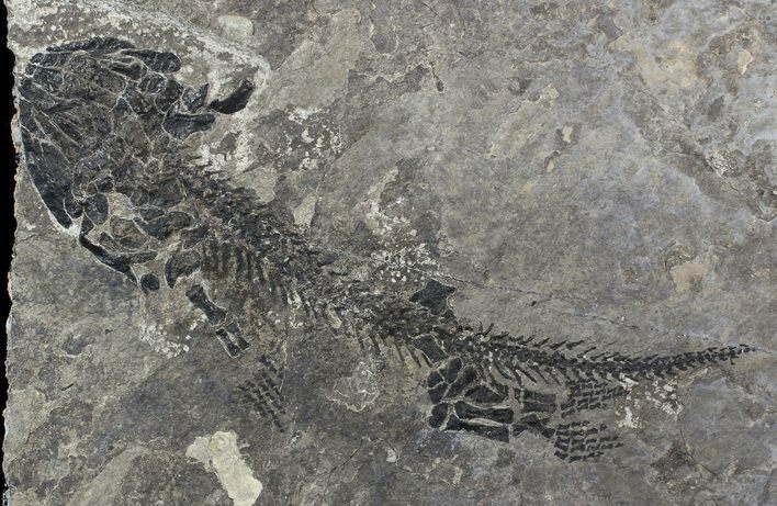 Discosauriscus (Early Permian Reptiliomorph) #62685